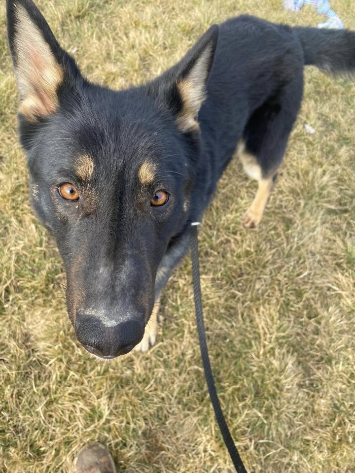JERRY , an adoptable German Shepherd Dog Mix in Prineville, OR_image-5