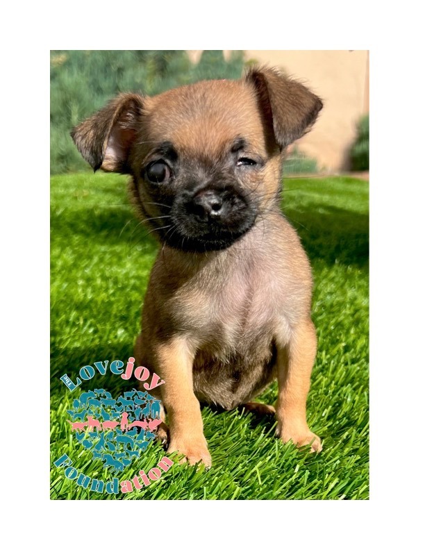 Chihuahua pug mix 2024 puppies for sale