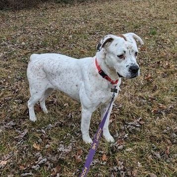 Dog for adoption - LACEY - Paws Behind Bars Trained, a Boxer Mix in La ...