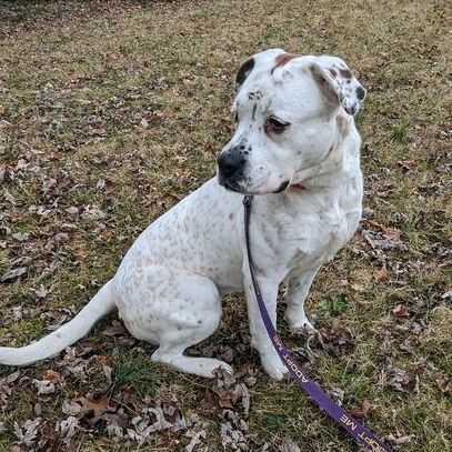 Dog for adoption - LACEY - Paws Behind Bars Trained, a Boxer Mix in La ...