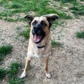 Dodge, an adoptable German Shepherd Dog, Saint Bernard in Blair, WI, 54616 | Photo Image 1