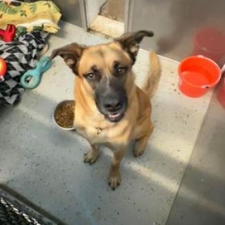 Dodge, an adoptable German Shepherd Dog, Saint Bernard in Blair, WI, 54616 | Photo Image 2