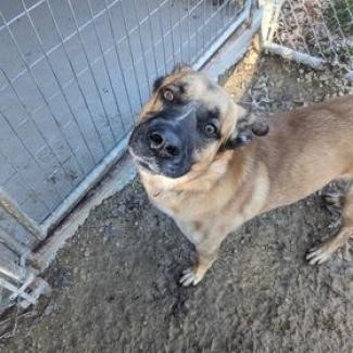 Dodge, an adoptable German Shepherd Dog, Saint Bernard in Blair, WI, 54616 | Photo Image 3