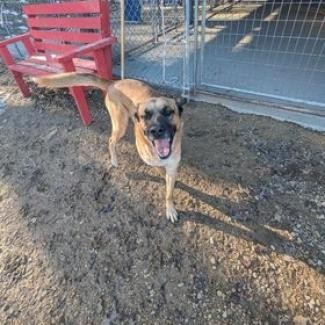 Dodge, an adoptable German Shepherd Dog, Saint Bernard in Blair, WI, 54616 | Photo Image 4