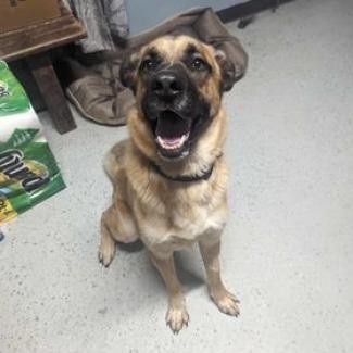 Dodge, an adoptable German Shepherd Dog, Saint Bernard in Blair, WI, 54616 | Photo Image 5