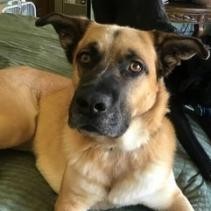 Dodge, an adoptable German Shepherd Dog, Saint Bernard in Blair, WI, 54616 | Photo Image 6