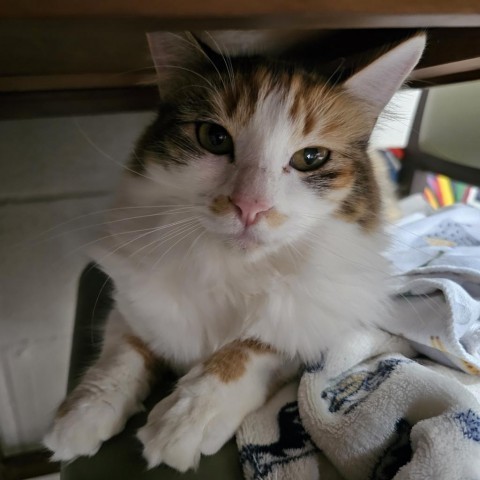 Paris- Working Cat 2