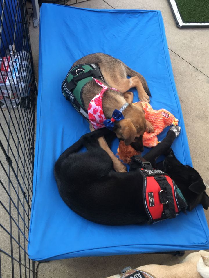Lilo 3