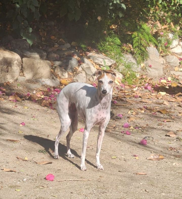 Petfinder italian hot sale greyhound