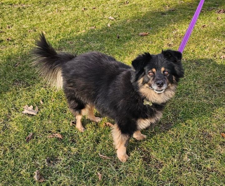 Sheltie chow hot sale mix