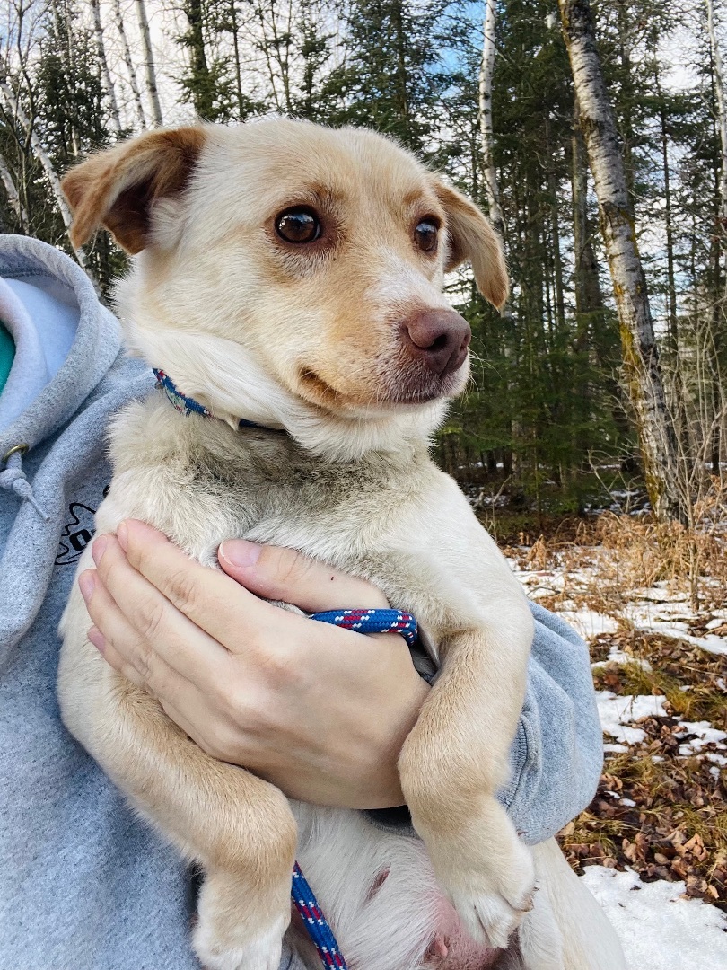 Cream, an adoptable Labrador Retriever, Corgi in Winter, WI, 54896 | Photo Image 2