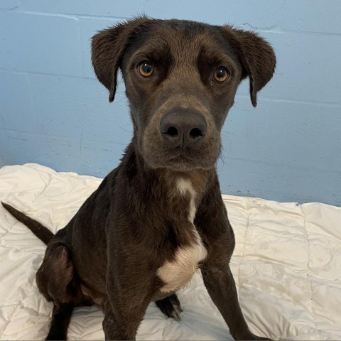 Gus, an adoptable Weimaraner in LOXAHATCHEE, FL, 33470 | Photo Image 4