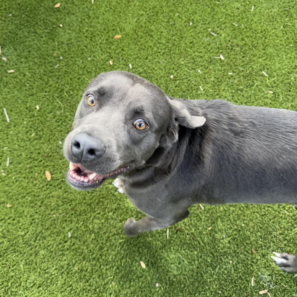 Gus, an adoptable Weimaraner in LOXAHATCHEE, FL, 33470 | Photo Image 4