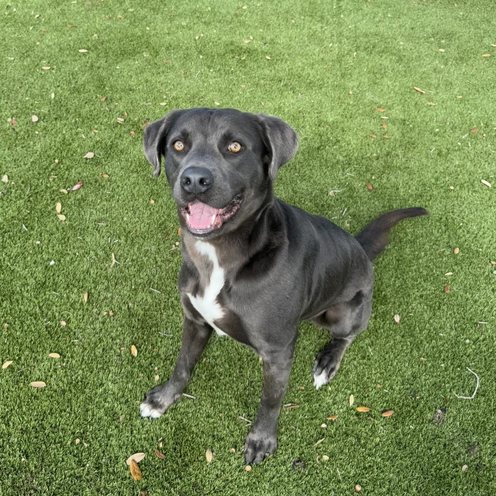 Gus, an adoptable Weimaraner in LOXAHATCHEE, FL, 33470 | Photo Image 4