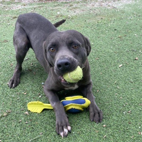 Gus, an adoptable Weimaraner in LOXAHATCHEE, FL, 33470 | Photo Image 5