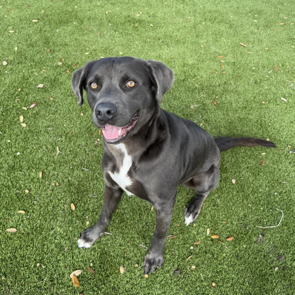 Gus, an adoptable Weimaraner in LOXAHATCHEE, FL, 33470 | Photo Image 5