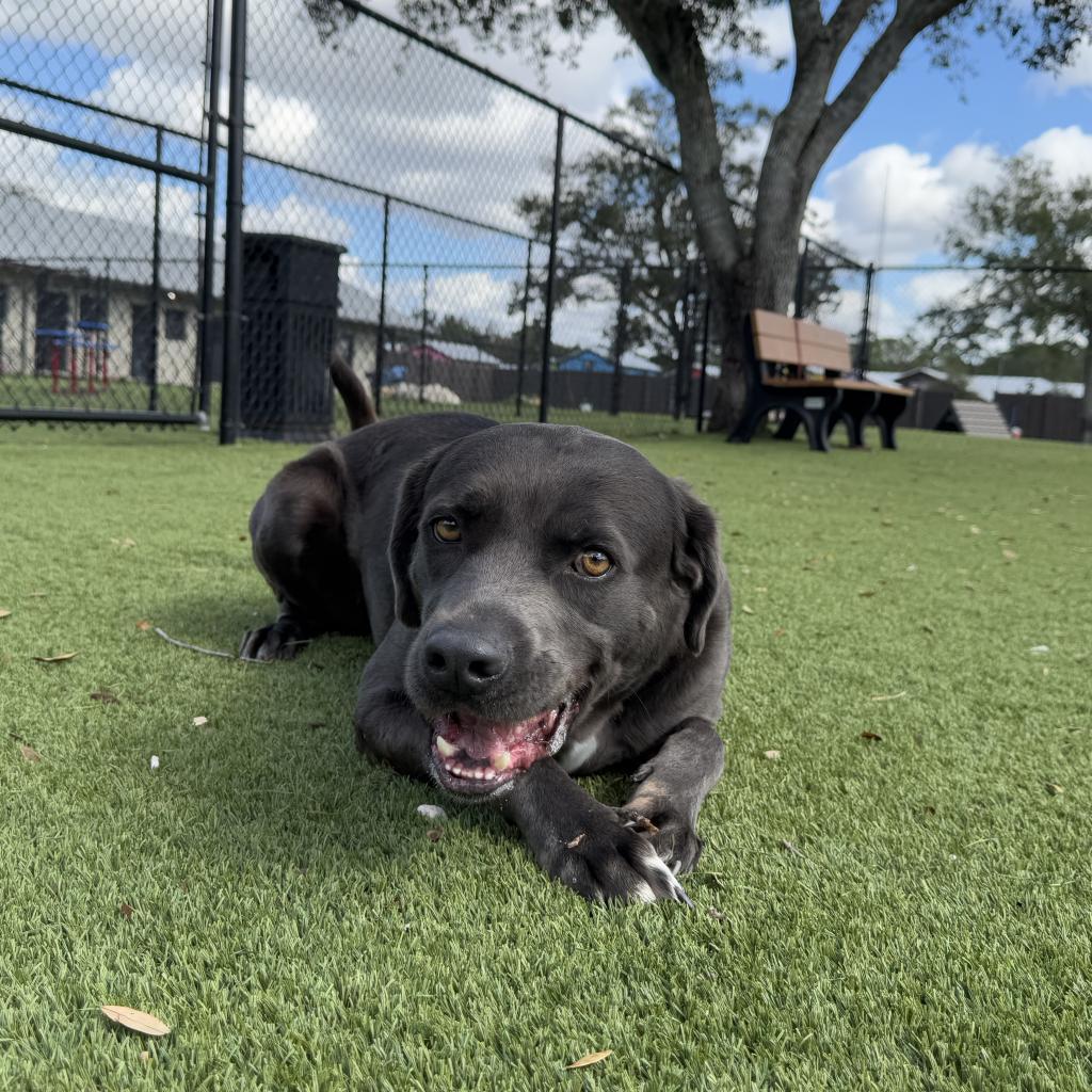 Gus, an adoptable Weimaraner in LOXAHATCHEE, FL, 33470 | Photo Image 5