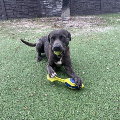 Gus, an adoptable Weimaraner in LOXAHATCHEE, FL, 33470 | Photo Image 6