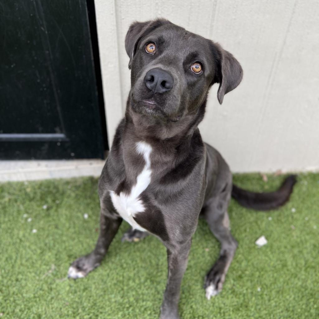 Gus, an adoptable Weimaraner in LOXAHATCHEE, FL, 33470 | Photo Image 6