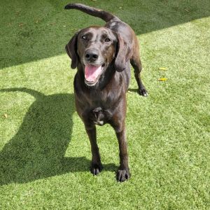 Lola 7729, Adult Female Black Labrador Retriever