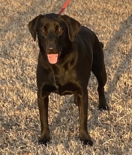 Labs4rescue best sale available labs