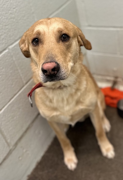 Renji, an adoptable Golden Retriever, Mixed Breed in Moses Lake, WA, 98837 | Photo Image 1