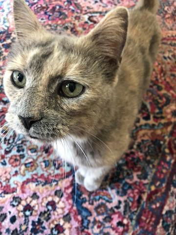 Opal, an adoptable Dilute Tortoiseshell, Domestic Short Hair in Traverse City, MI, 49686 | Photo Image 2