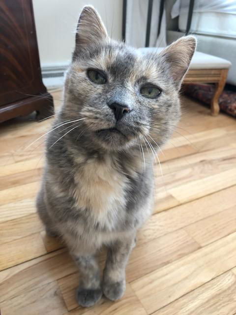 Opal, an adoptable Dilute Tortoiseshell, Domestic Short Hair in Traverse City, MI, 49686 | Photo Image 3