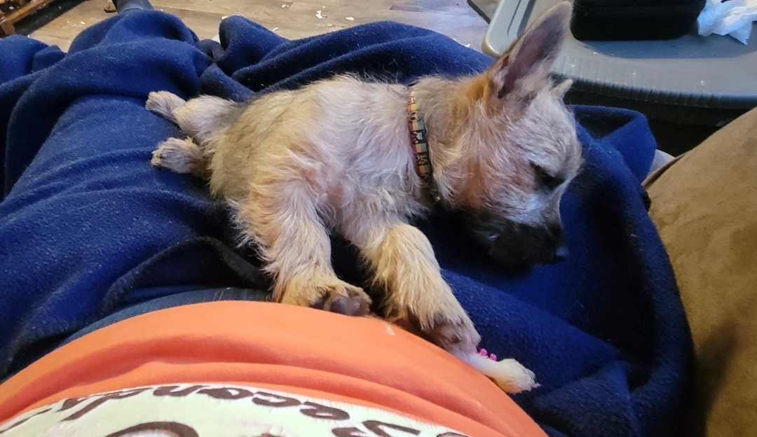 Arthur adoption pending, an adoptable Cairn Terrier in Tyndall, SD, 57066 | Photo Image 3