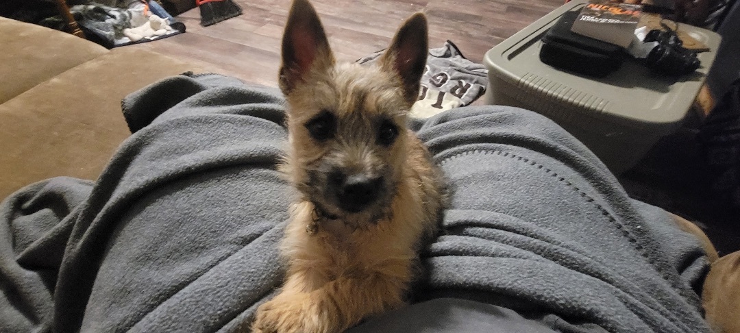 Arthur adoption pending, an adoptable Cairn Terrier in Tyndall, SD, 57066 | Photo Image 4
