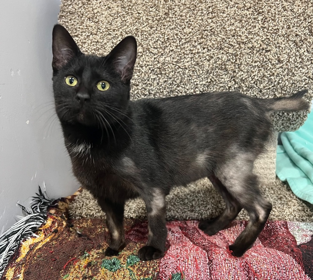 Cassie, an adoptable Domestic Short Hair in Saint Francisville, LA, 70775 | Photo Image 1