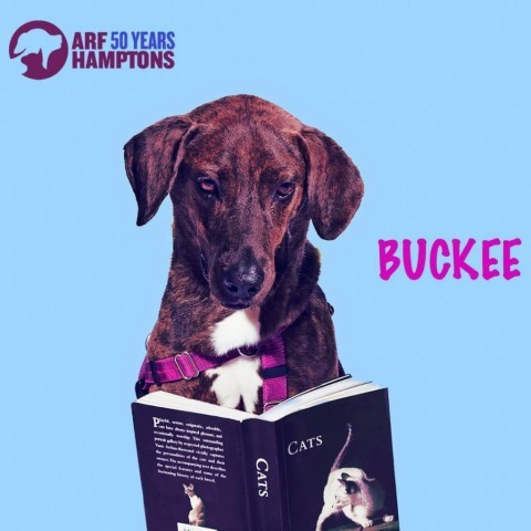 Buckee