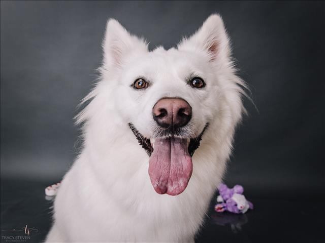 TOGO, an adoptable Samoyed, Mixed Breed in Conroe, TX, 77385 | Photo Image 1
