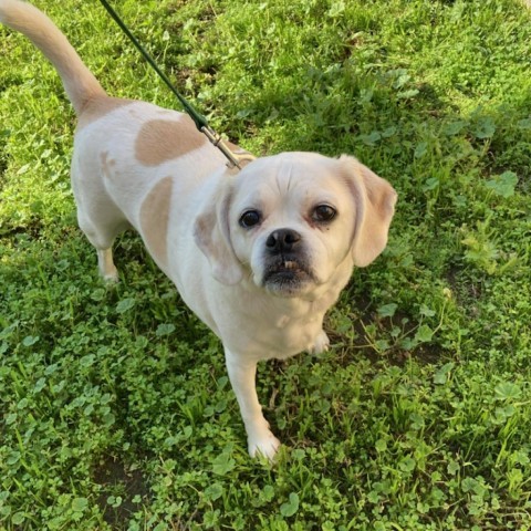 Dog for adoption - Bella, a Pug & Beagle Mix in Ramona, CA | Petfinder