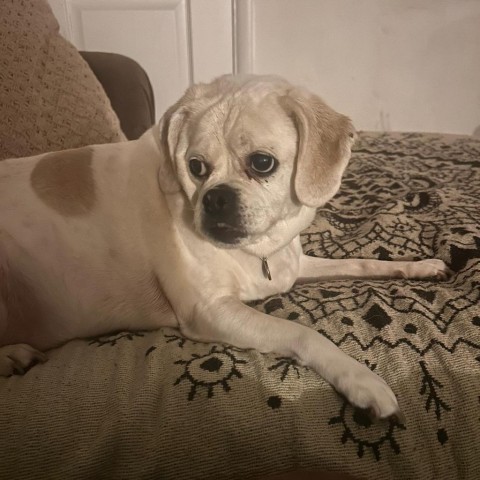 Dog for adoption - Bella, a Pug & Beagle Mix in Ramona, CA | Petfinder