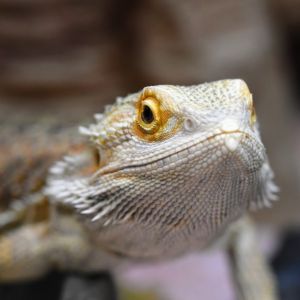 Hello my name is Chili I am an adult male Bearded Dragon looking to go home with someone with some