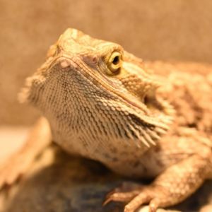 Hello my name is Bean I am a lovely adult male Bearded Dragon looking for my new forever home I
