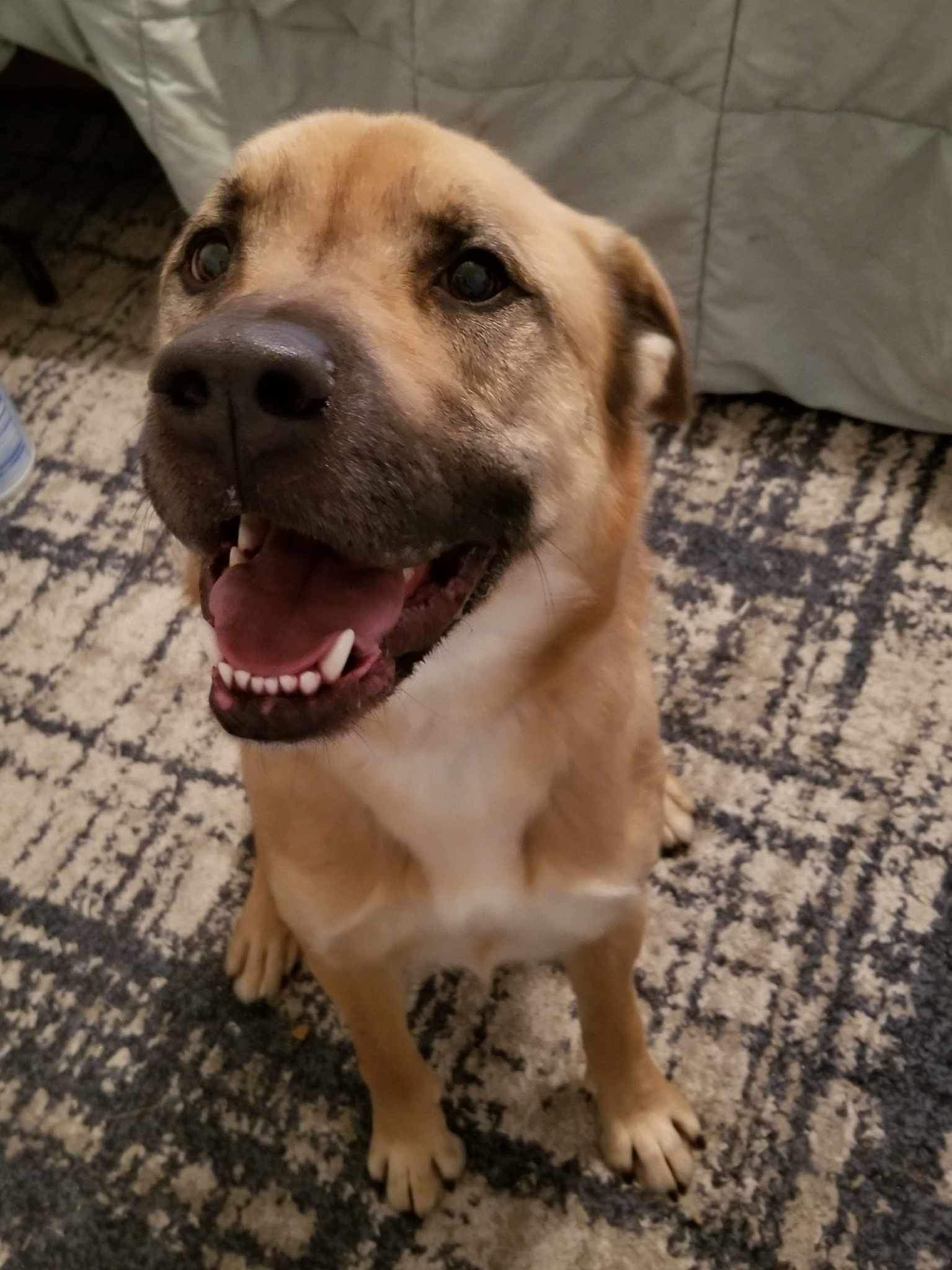 Buddy, an adoptable Chow Chow, Labrador Retriever in Castle Dale, UT, 84513 | Photo Image 2