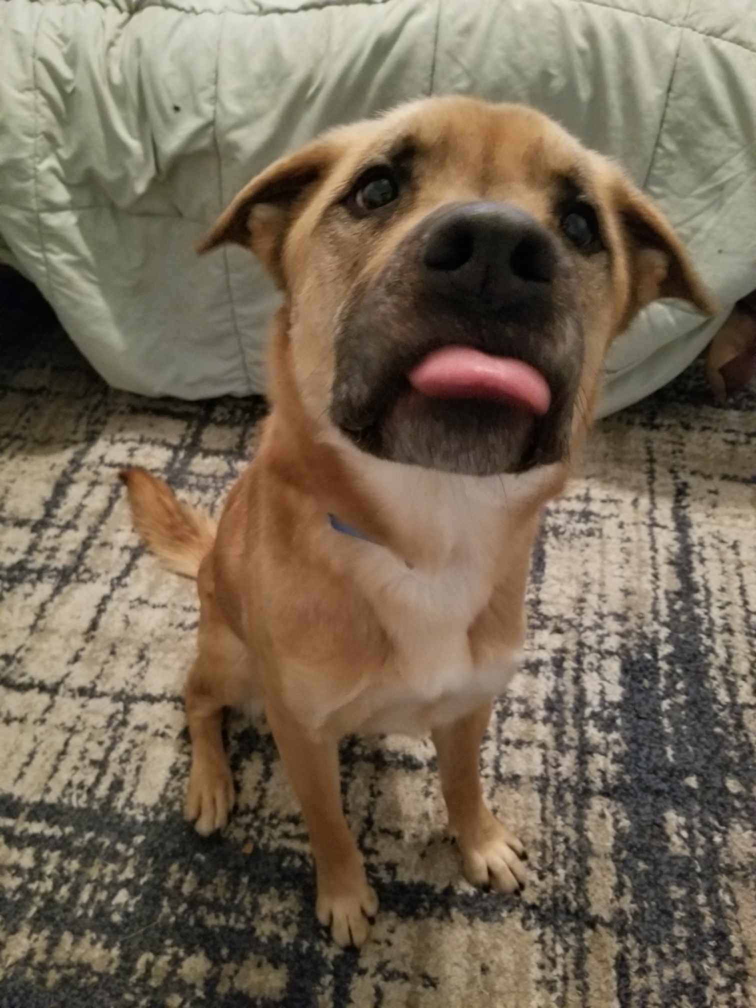 Buddy, an adoptable Chow Chow, Labrador Retriever in Castle Dale, UT, 84513 | Photo Image 3