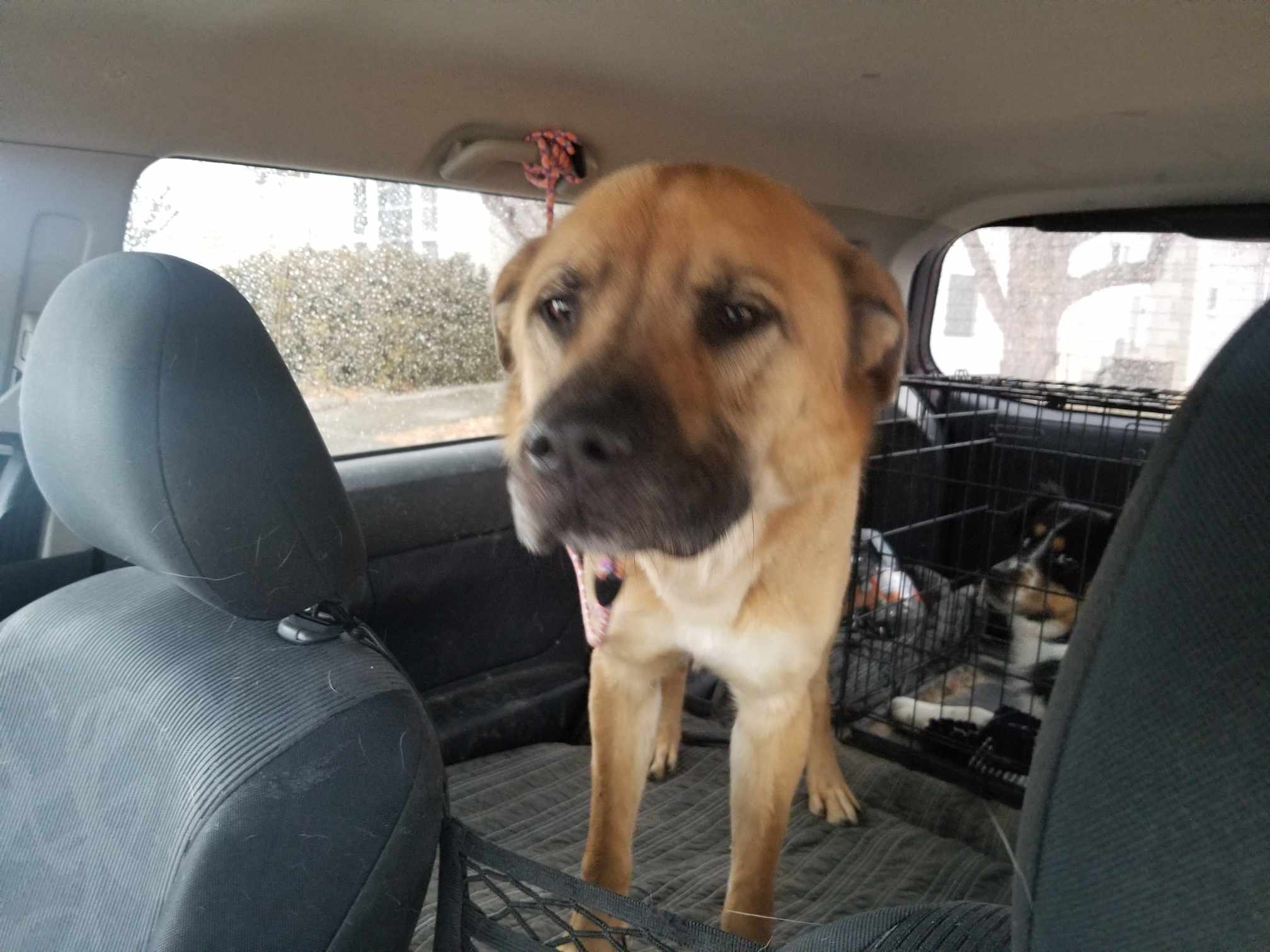 Buddy, an adoptable Chow Chow, Labrador Retriever in Castle Dale, UT, 84513 | Photo Image 4