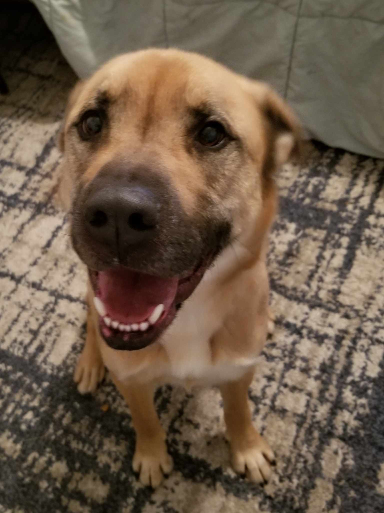 Buddy, an adoptable Chow Chow, Labrador Retriever in Castle Dale, UT, 84513 | Photo Image 5