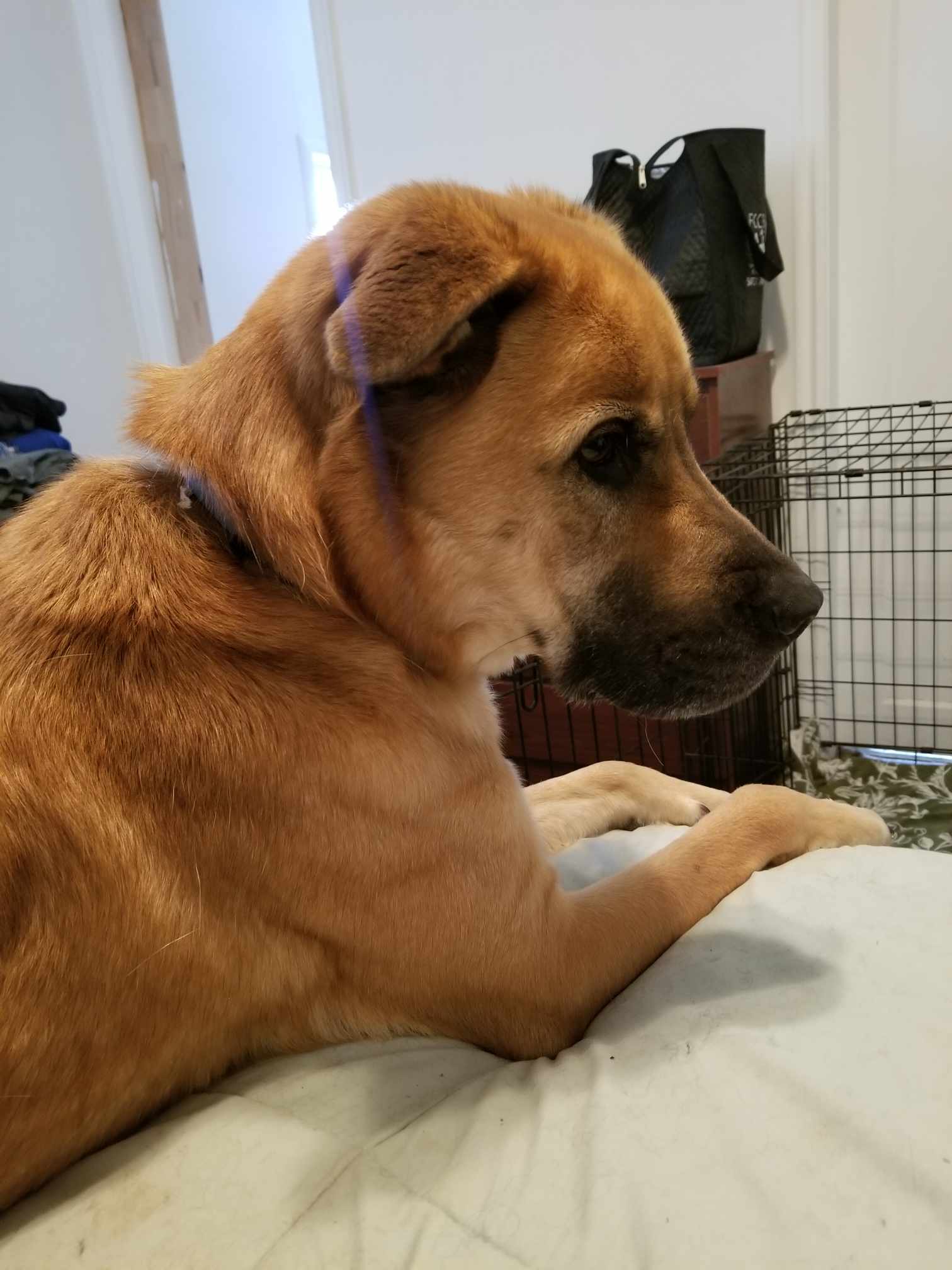 Buddy, an adoptable Chow Chow, Labrador Retriever in Castle Dale, UT, 84513 | Photo Image 7