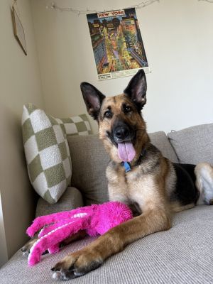 Hi there My name is Bella and Im an 8-year old spayed German Shepherd that cu