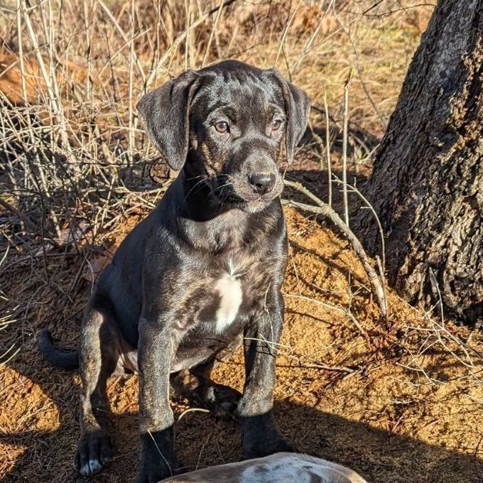 Catahoula store for adoption