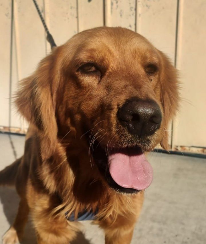 Duke, an adoptable Golden Retriever in San Diego, CA_image-1