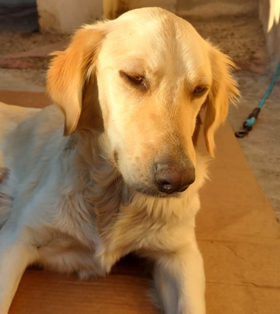Dutchess, an adoptable Golden Retriever in San Diego, CA_image-1
