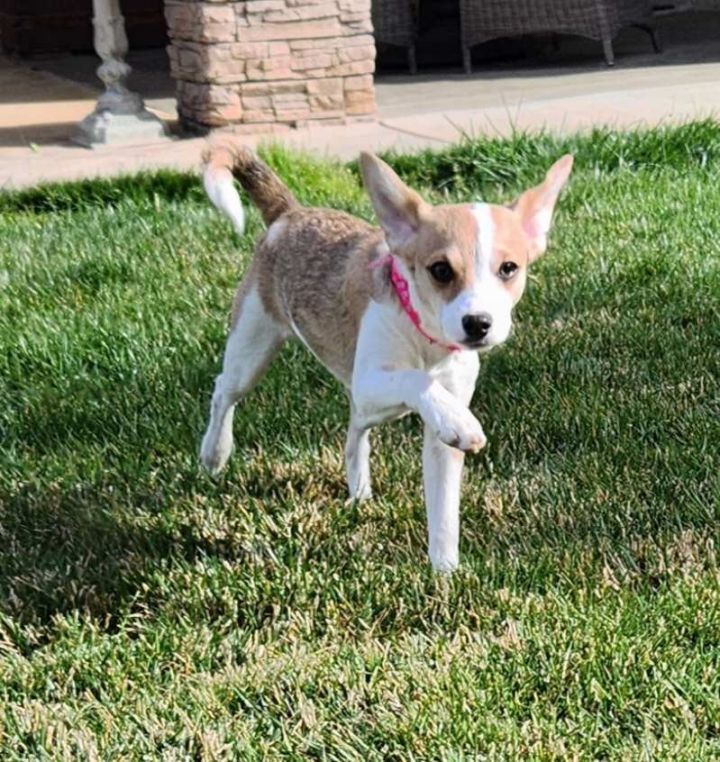 Cupid, an adopted Terrier Mix in San Bernardino, CA_image-2