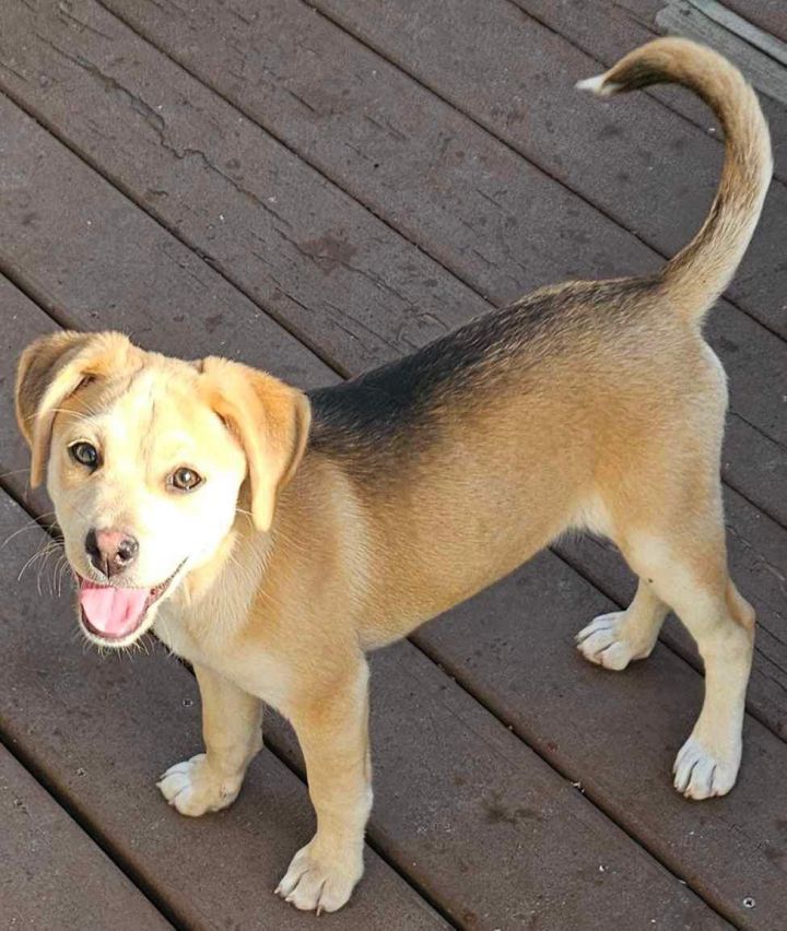 Margo, an adoptable Silky Terrier in Poplar Bluff, MO_image-2