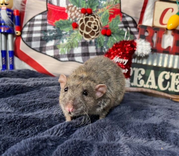Gravy , an adoptable Rat in Corona, CA_image-1