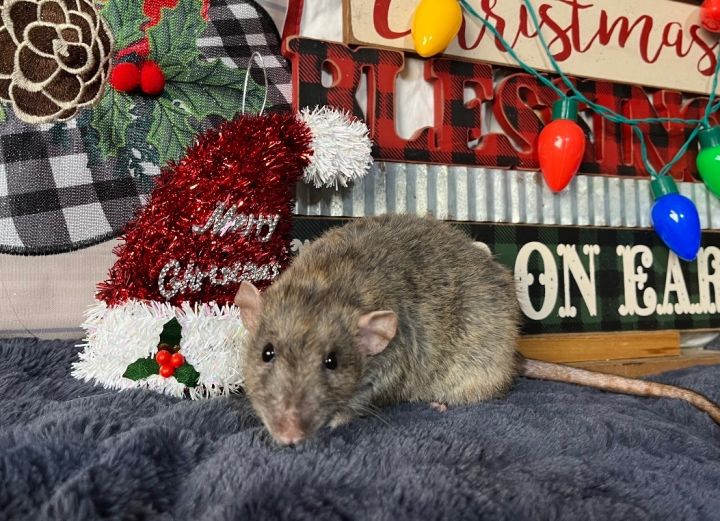 Gravy , an adoptable Rat in Corona, CA_image-2